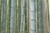 Arashiyama