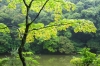 Kinkakuji